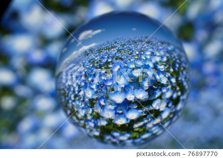 Soratama鏡頭，nemophila 76897770