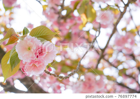 Double cherry blossoms 76897774