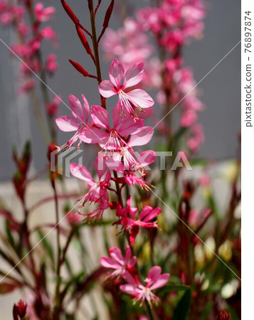 Pink gaura in the sunshine Pink gaura in the sunshine 76897874