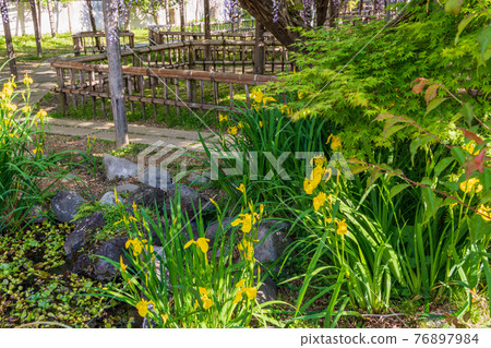 （靜岡縣）行光寺院內的綠化 76897984