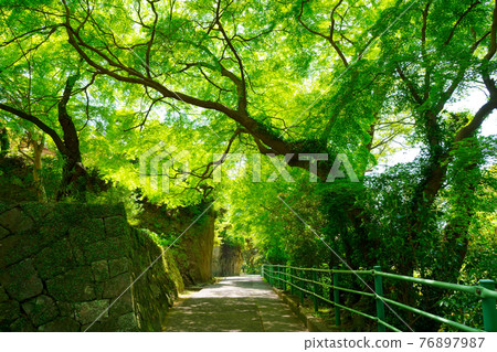 Fresh green back approach Yakuri-ji Temple (Shikoku 88 places 85th pilgrimage place) Fresh green back approach Yakuri-ji Temple (Shikoku 88 places 85th pilgrimage place) 76897987