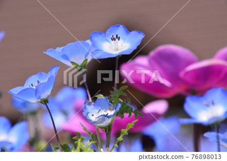 Yamadaike Park 76898013