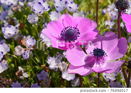 Yamadaike Park 76898017