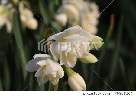 White flowers of Bunch-flowered daffodils blooming in the garden in early spring White flowers of Bunch-flowered daffodils blooming in the garden in early spring 76898104