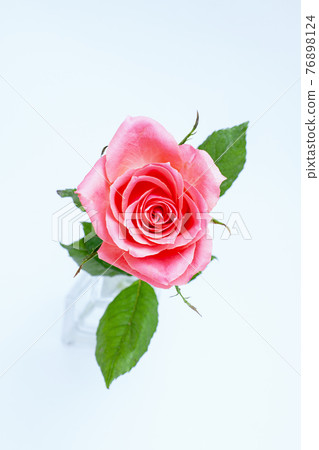 端莊玫瑰 76898124