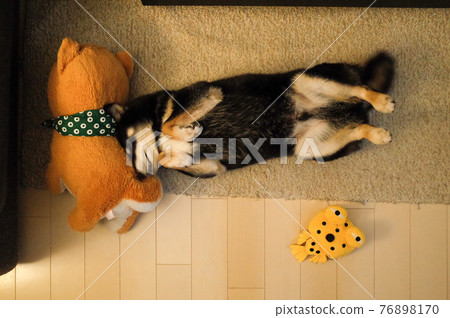 睡在肚臍上的黑色柴犬 76898170