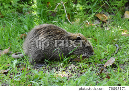 Yamadaike Park 76898171