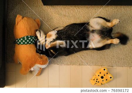 顯示他的胃和睡覺的黑色柴犬 76898172