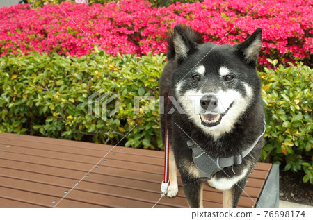 Black Shiba Inu Black Shiba Inu 76898174