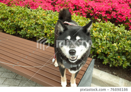 Black Shiba Inu Black Shiba Inu 76898186