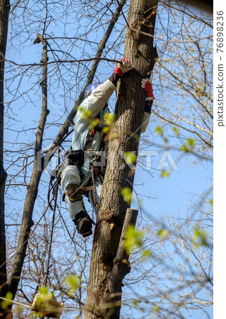 A utility worker climbs up a tree to trim branches. 76898236