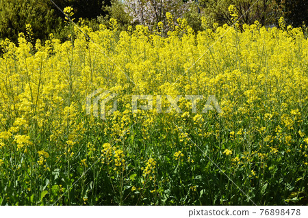 Yamadaike Park Yamadaike Park 76898478