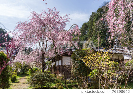 Main hall of Onoji Temple and weeping cherry tree Main hall of Onoji Temple and weeping cherry tree 76898643