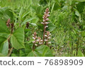 寄生植物 Orobanche minor 76898909