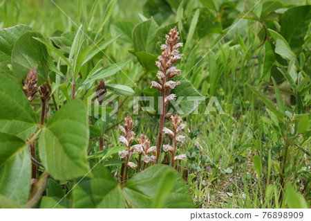 寄生植物 Orobanche minor 76898909