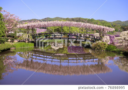 2021足利花卉公園細橋 2021足利花卉公園細橋 76898995