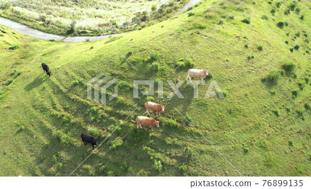 阿蘇草原牛 76899135