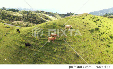 Aso grassland cow 76899147