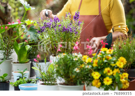 Close up hands  woman care  plant flower in garden. People hobby and freelance gardening  76899355