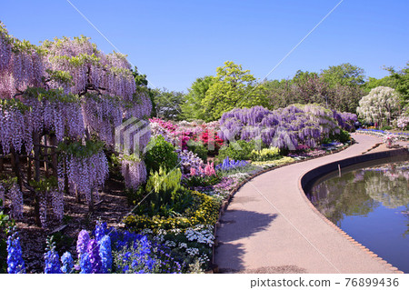2021足利花卉公園 Shito Tousu Benito 76899436