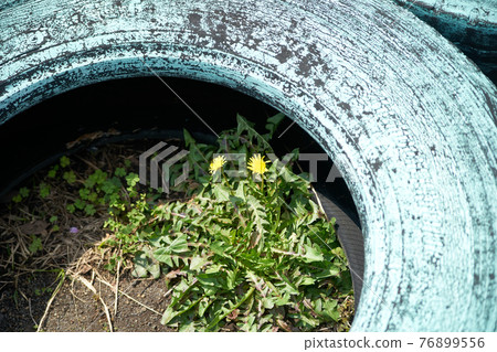 Waste tires, holes, dandelions, up Waste tires, holes, dandelions, up 76899556