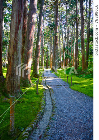 平千寺白山神社苔蘚和接近胜山市 76899616