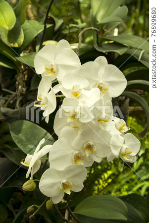 Beautiful white orchids flower in garden Beautiful white orchids flower in garden 76899680