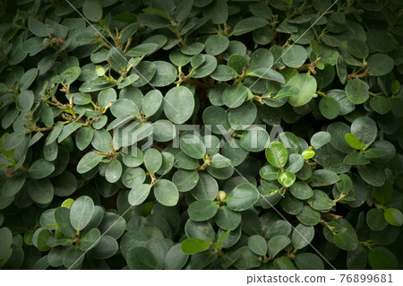 Green leaves texture background Green leaves texture background 76899681