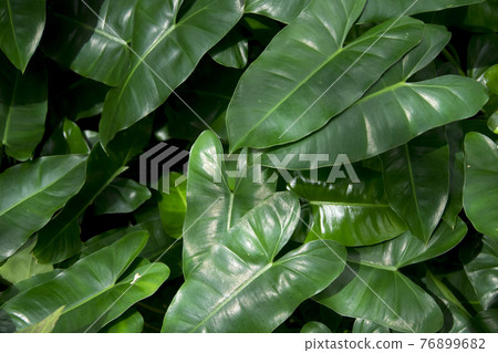 Green leaves texture background Green leaves texture background 76899682