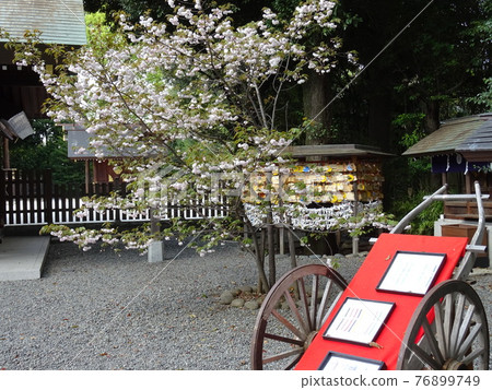 櫻花盛開的東京都杉並區的神社淺穀神明行 76899749
