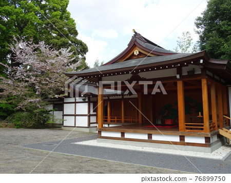 Asagaya Shinmeigyo, a shrine in Suginami-ku, Tokyo, where the cherry blossoms bloom beautifully 76899750