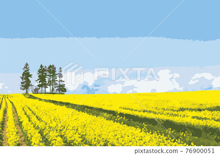 Large rape field 76900051