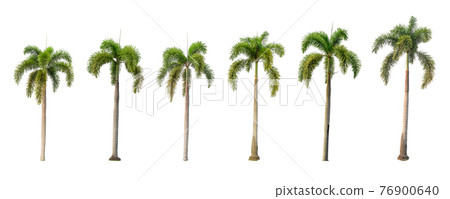 Six palm trees on a white background Six palm trees on a white background 76900640