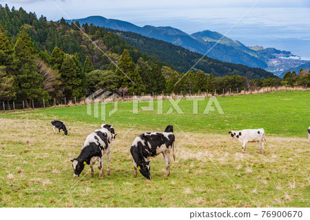 (Shizuoka Prefecture) Nishi Amagi Kogen "Ranch House" Cattle on the ranch 76900670
