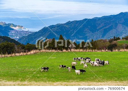 (靜岡縣)西天城高原“牧場之家”牧場上的牛 (靜岡縣)西天城高原“牧場之家”牧場上的牛 76900674