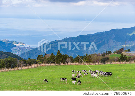 (Shizuoka Prefecture) Nishi Amagi Kogen "Ranch House" Cattle on the ranch 76900675