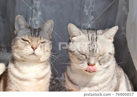 貓美國短毛貓藍虎斑銀虎斑在窗邊的一場盛會 76900857