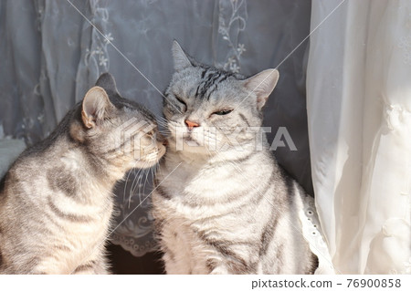 Cat sniffing neck American Shorthair Blue Tabby Silver Tabby Cat sniffing neck American Shorthair Blue Tabby Silver Tabby 76900858