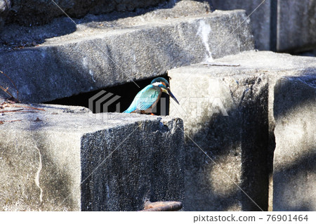 翠鳥站在混凝土塊上俯視 翠鳥站在混凝土塊上俯視 76901464