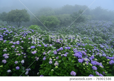 Minano Town Minoyama Park 霧繡球花園 Minano Town Minoyama Park 霧繡球花園 76901586