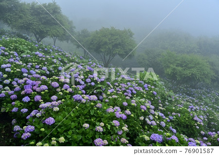 Minano Town Minoyama Park 霧繡球花園 76901587
