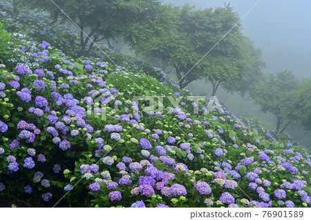 Minano Town Minoyama Park Fog Hydrangea Garden Minano Town Minoyama Park Fog Hydrangea Garden 76901589