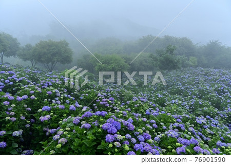 Minano Town Minoyama Park 霧繡球花園 76901590
