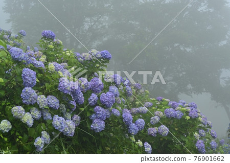 Minano Town Minoyama Park Fog Hydrangea Garden Minano Town Minoyama Park Fog Hydrangea Garden 76901662
