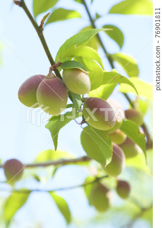 Small plum fruits that have been bearing fruit Small plum fruits that have been bearing fruit 76901811