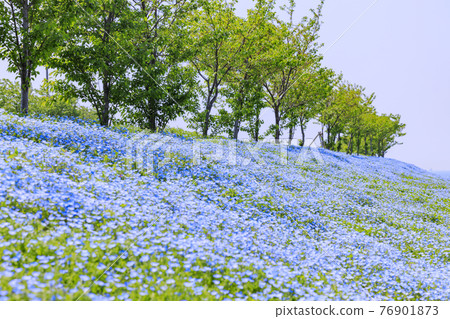 大阪Maishima海濱公園Nemophila節 大阪Maishima海濱公園Nemophila節 76901873