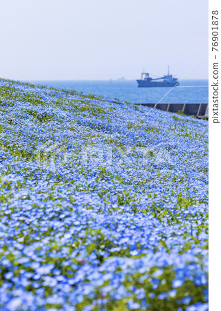 Osaka Maishima Seaside Park Nemophila Festival 76901878