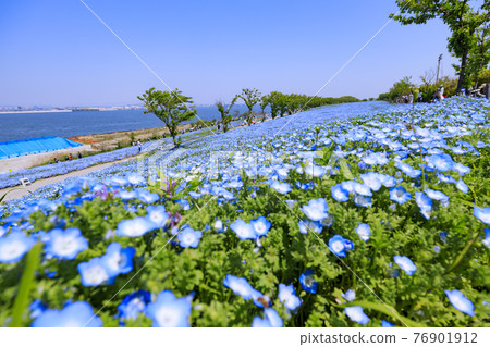 大阪Maishima海濱公園Nemophila節 76901912