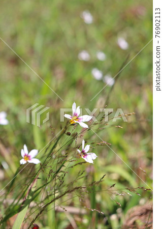 春花西西林 76902113