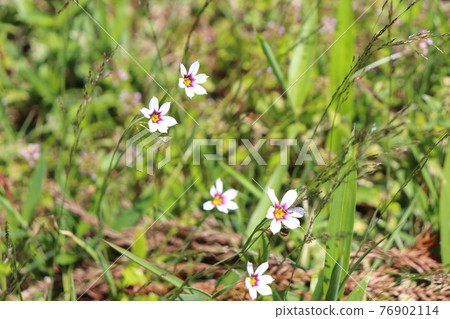 春花西西林 76902114